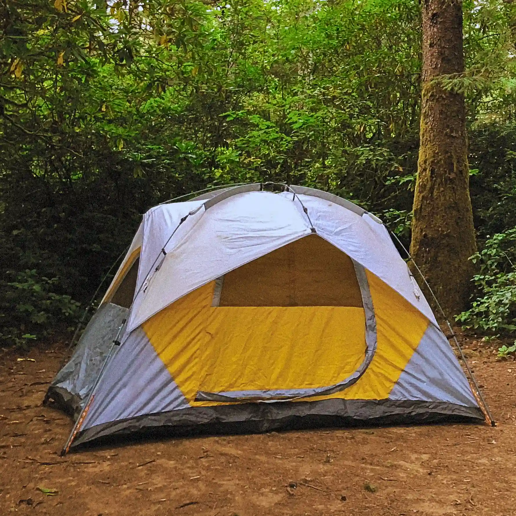 tente dans une foret carre